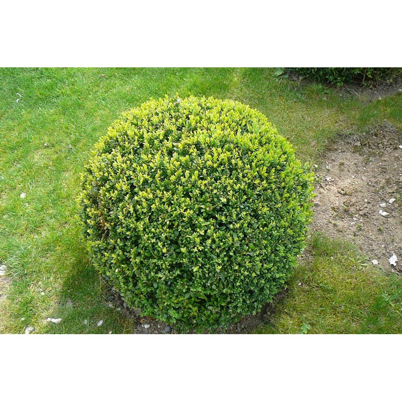 buis-boule-.jpeg
