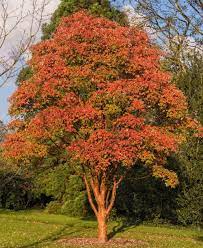 [0190] ACER GRISEUM TIGE 16-18 (POT 160L)