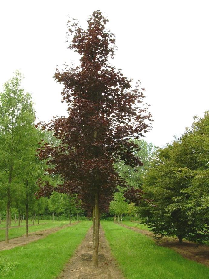 ACER PLATANOIDES CRIMSON KING CLT 130 TIGE 16-18