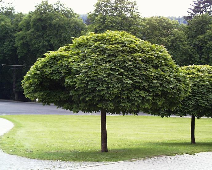 [0652] ACER PLATANOIDES GLOBOSUM CLT 130 TIGE 16-18