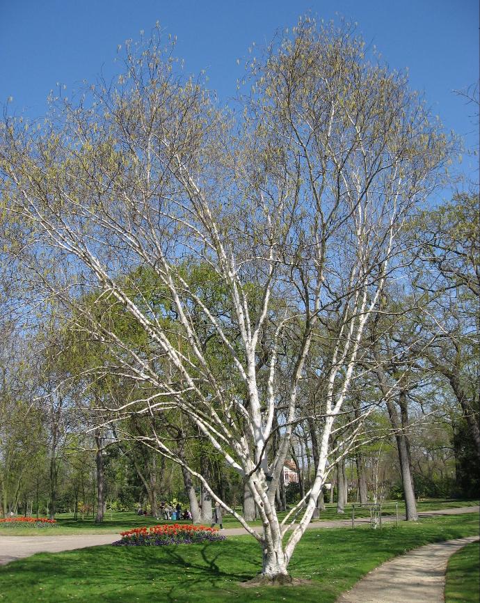 [1807] BETULA UTILIS CEPEE 350/400 (POT 130L)
