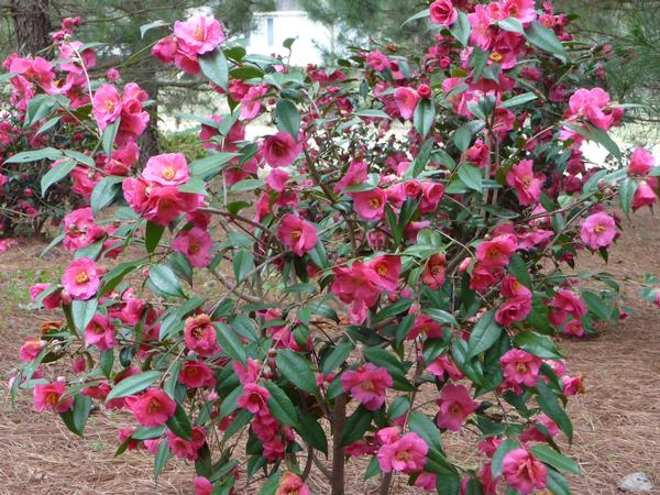 [2315] CAMELLIA SASANQUA KANIJIRO CEPEE 150/175 (POT 60L)