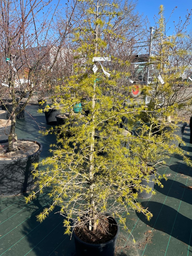 CEDRUS DEODARA BUSH ELECTRA CLT 18-30 125/150