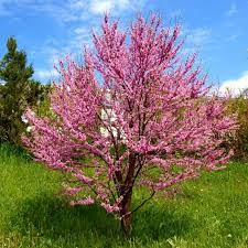 CERCIS SILIQUASTRUM CEPEE 200/250