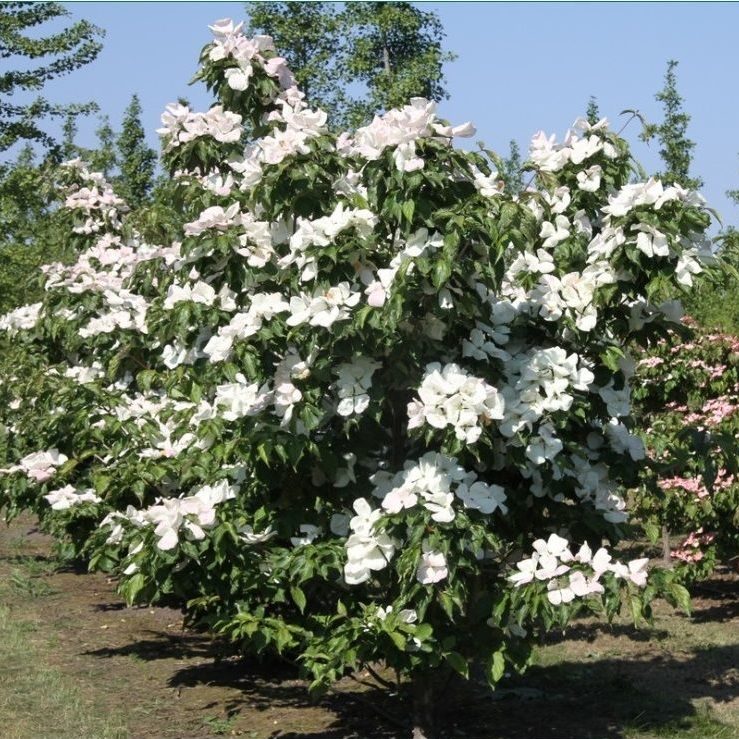 [3503] CORNUS KOUSA VENUS CLT 375 450/500
