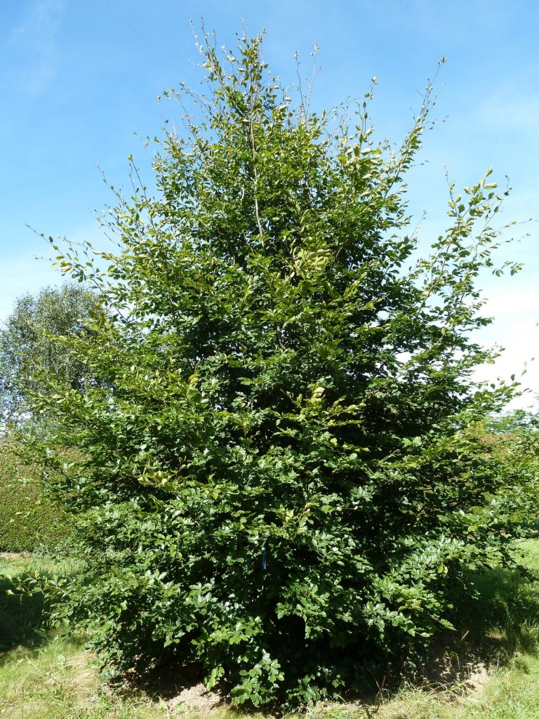 FAGUS SYLVATICA CLT 110 TIGE RAMIFIEE 16-18