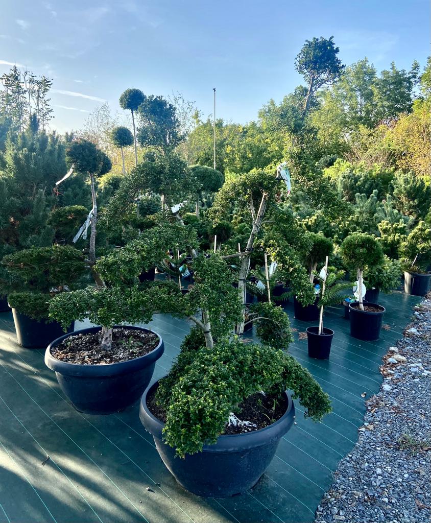 [6327] ILEX CRENATA KINME CLT 90 BONSAI 125/150