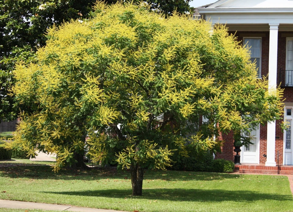 [6777] KOELREUTERIA PANICULATA CEPEE 175/200 (POT 50L)