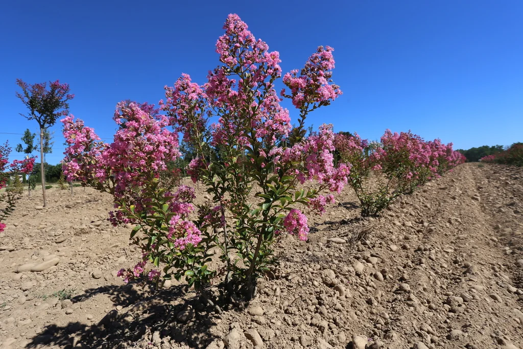 [6850] LAGERSTROEMIA INDICA MONBAZILLAC CLT 285 CEPEE 300/350