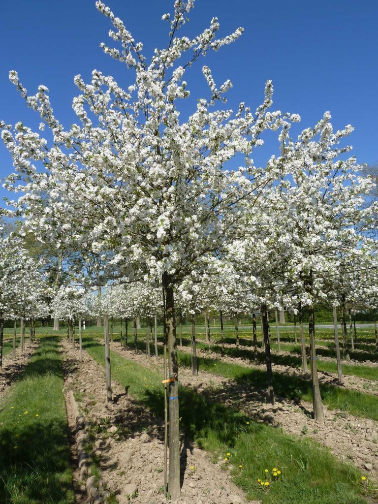 [7837] MALUS EVERESTE CLT 90 CEPEE 150/200