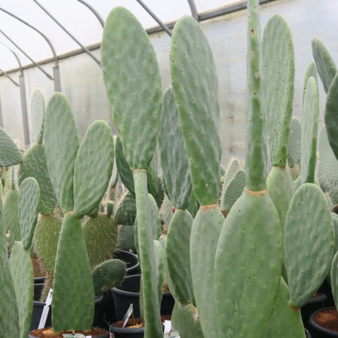 [8442] OPUNTIA TITANIA CLT 20-30 125/150