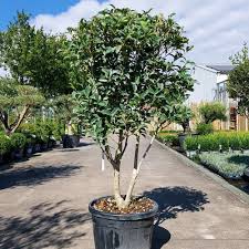 OSMANTHUS AQUIFOLIUM 250/300