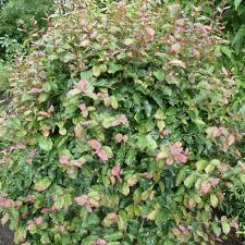 PARROTIA PERSICA BELLA 250/300