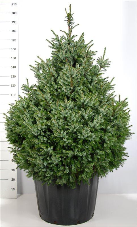 PICEA OMORIKA NANA CLT 13 35-40