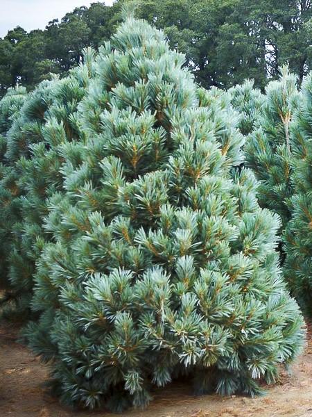 PINUS FLEXILIS VANDERWOLF'S PYRAMIDE CLT 13 60/80