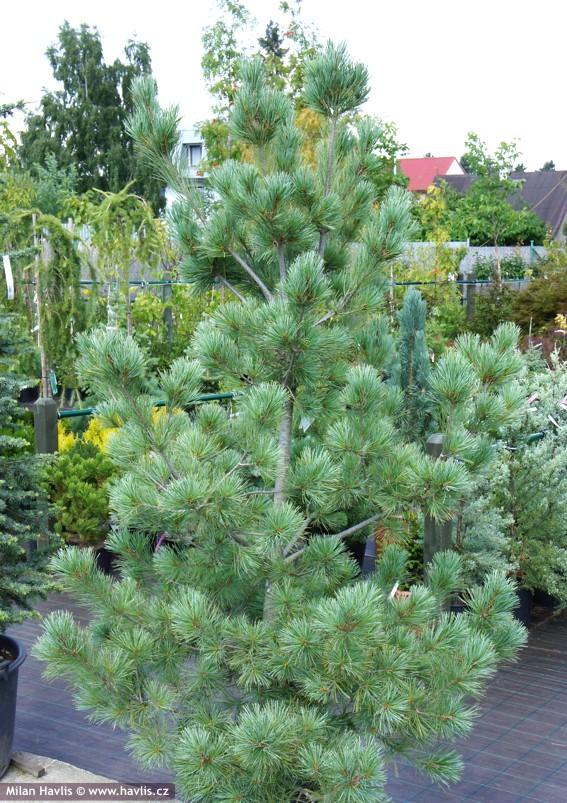 PINUS MONTICOLA AMMERLAND CLT 13 50/60