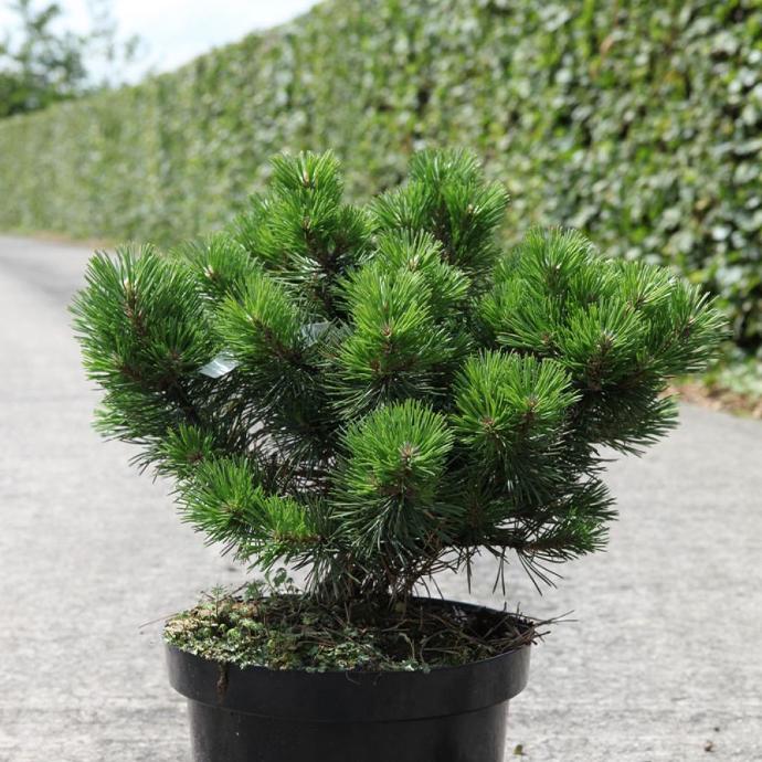 PINUS MUGO GNOM CLT 13 40-50