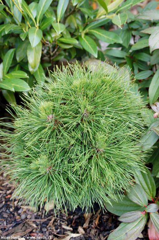 PINUS MUGO VARELLA CLT 13 QUART TIGE 35-40