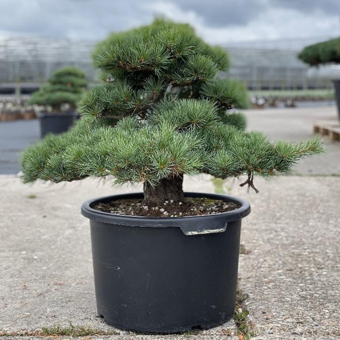 [9246] PINUS PARVIFLORA SCHOON'S BONSAI 80/100 (POT 45L)