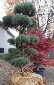 [9354] PINUS SYLVESTRIS GLAUCA CLT 90 POMPONS 125/150
