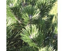 [9379] PINUS SYLVESTRIS WATERERI (S.NANA) CLT 45 70-80