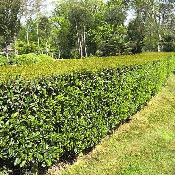PRUNUS LUSITANICA ANGUSTIFOLIA CLT 130 TIGE 18-20