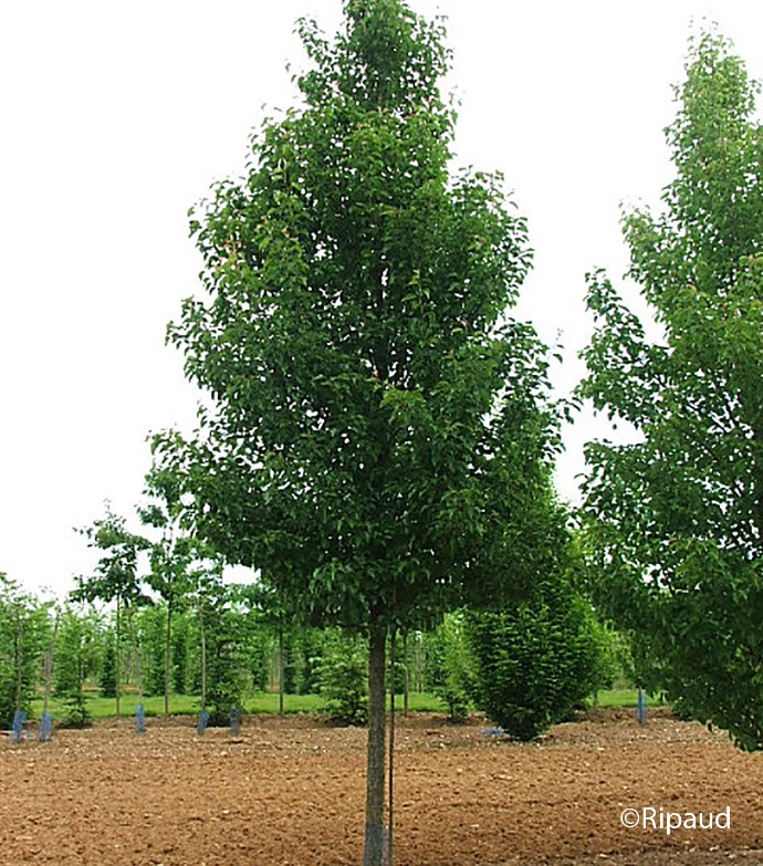 [10366] PYRUS CALLERYANA CHANTICLEER TIGE 18-20 (TIGE, POT 90L, 18/20)