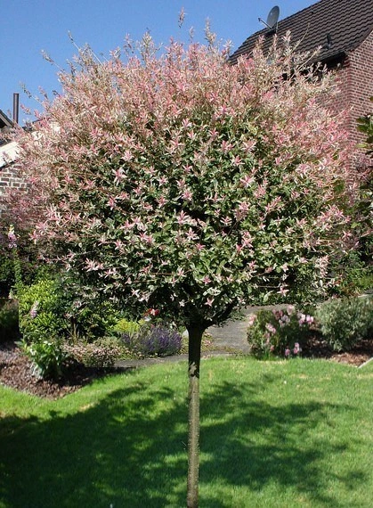 [10987] SALIX INTEGRA HAKURO NISHIKI DEMI TIGE 6-8 (POT 15L)