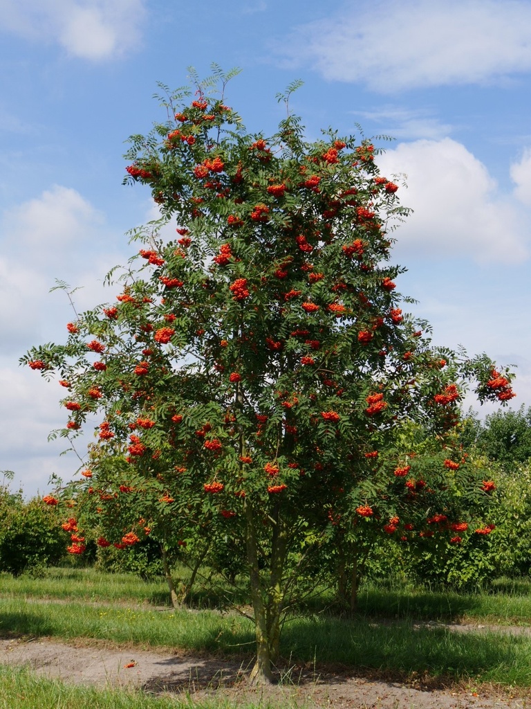 [11344] SORBUS AUCUPARIA CEPEE 300/350 (POT 210L)