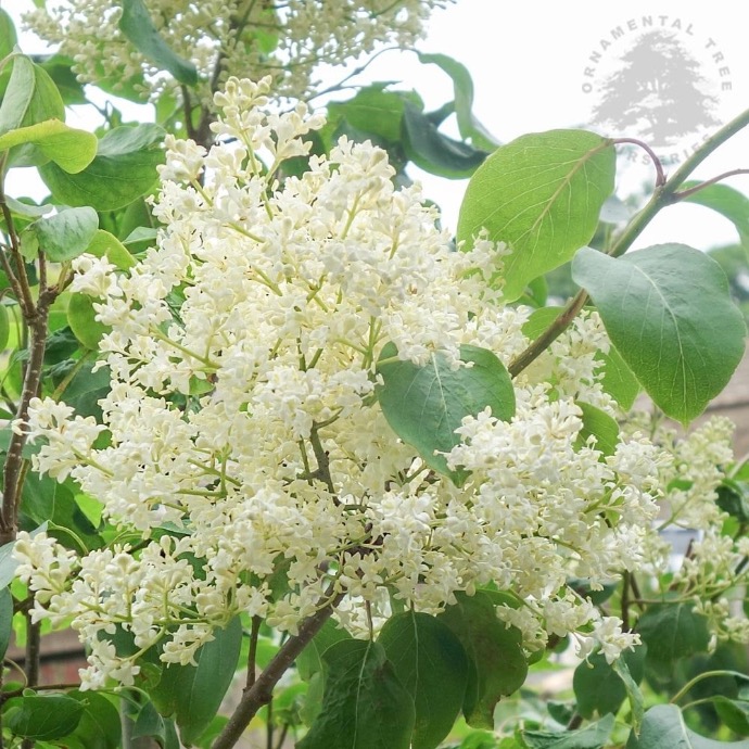 SYRINGA RETICULATA PEKINENSIS CHINA SNOW TIGE 10-12