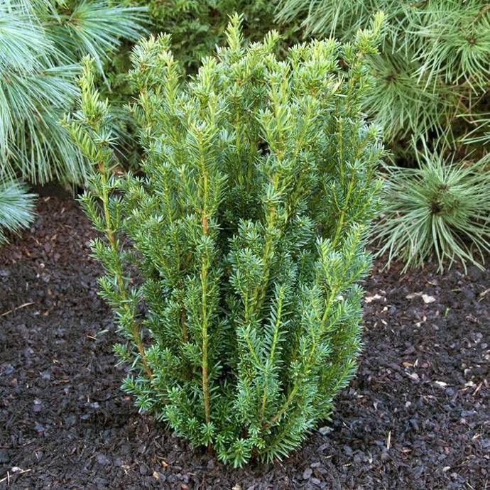 TAXUS MEDIA HILLII CLT 15 80/100
