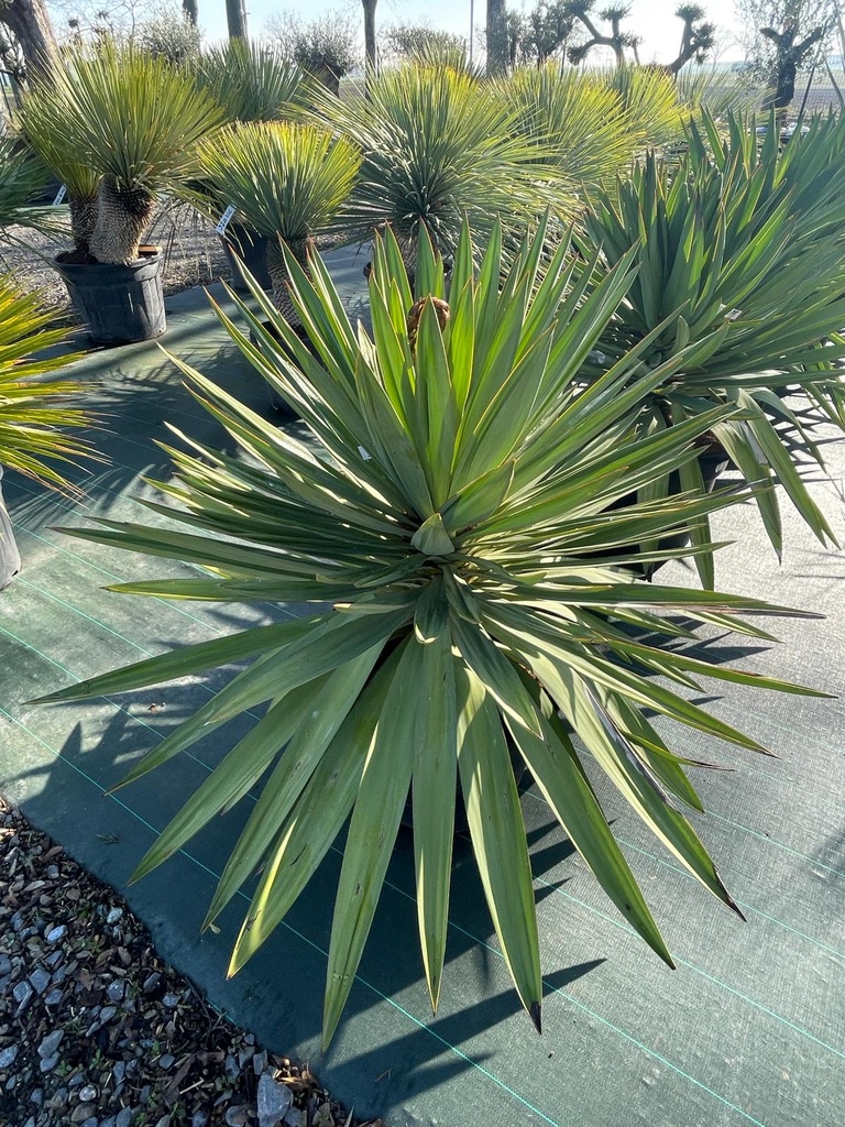 [12622] YUCCA GLORIOSA LONE STAR CLT 35