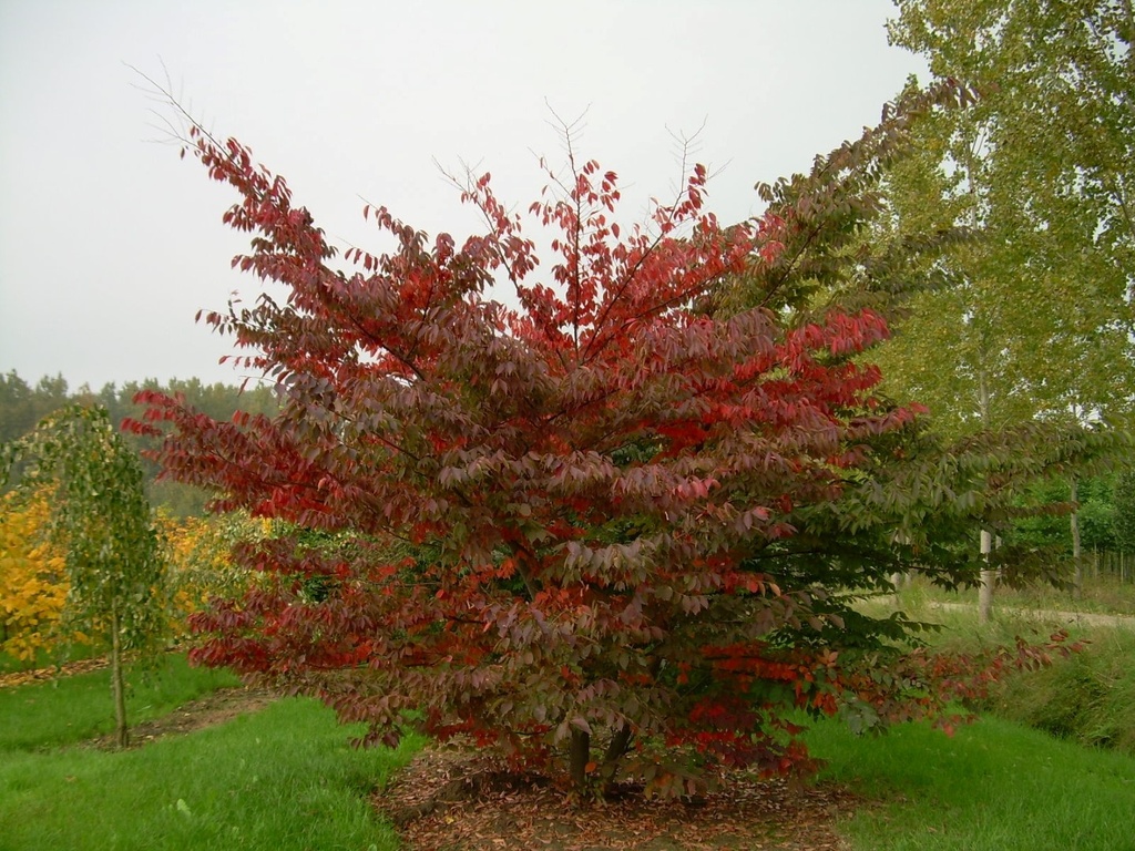 ZELKOVA SERRATA GREEN VASE CLT 130 TIGE 16-18
