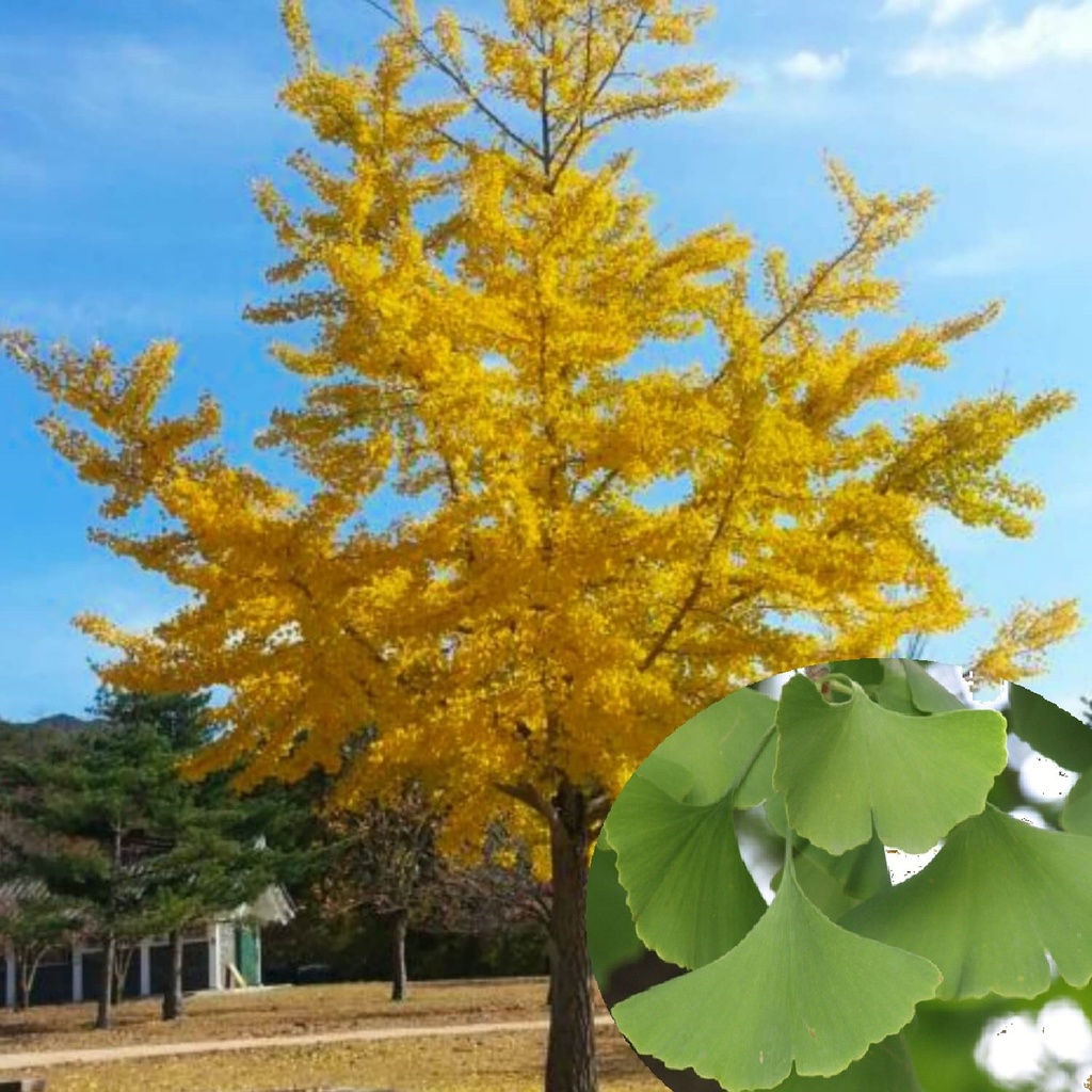 GINKGO BILOBA 125/150