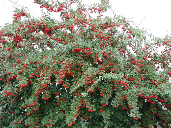 [3672] COTONEASTER LACTEUS CLT 3 40/60