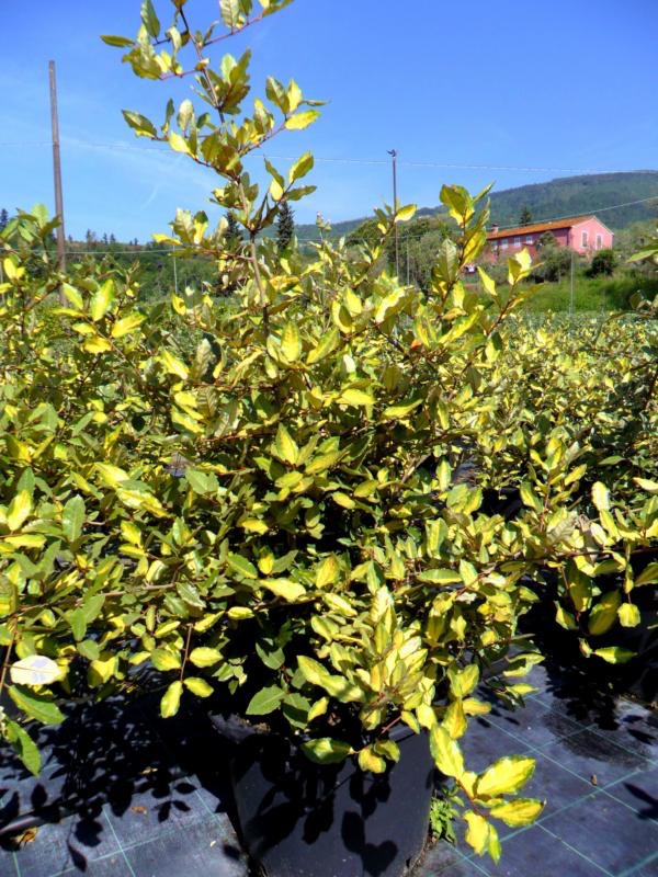 ELAEAGNUS PUNGENS MACULATA AUREA CLT 3 40/60