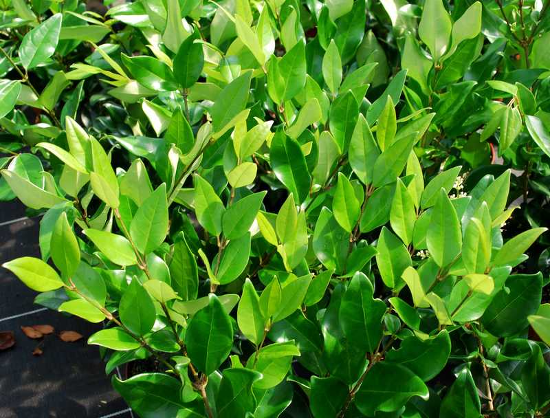 LIGUSTRUM JAPONICUM CLT 3 40/60
