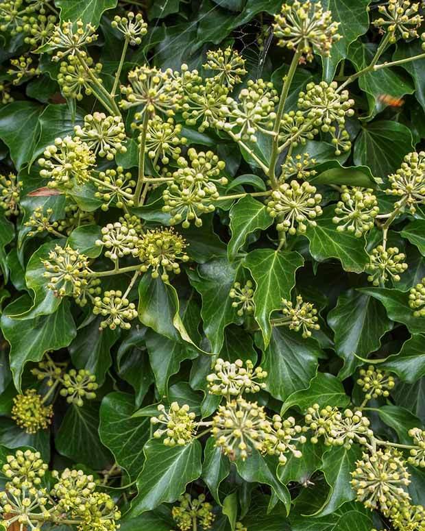 HEDERA HEL. ARBORESCENS CLT 3 25/30