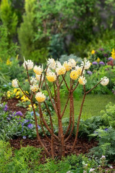 [4408] EDGEWORTHIA CHRYSANTHA CLT 20 100/125