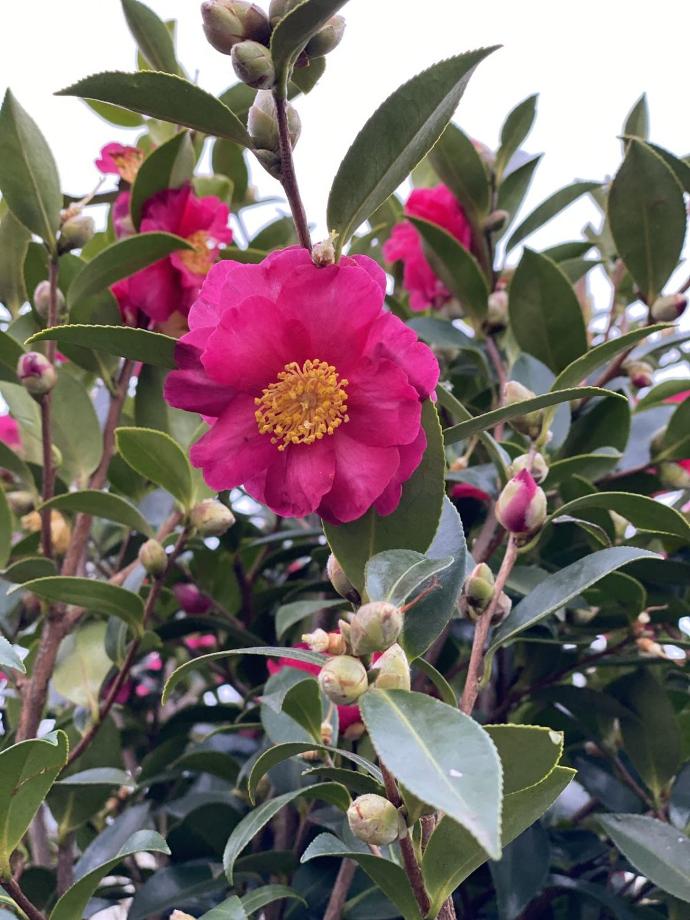 CAMELLIA SASANQUA KANJIRO CLT 10 60/80