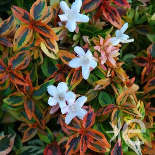 [0038] ABELIA GRANDIFLORA KALEIDOSCOPE 40/60 (POT 3L)