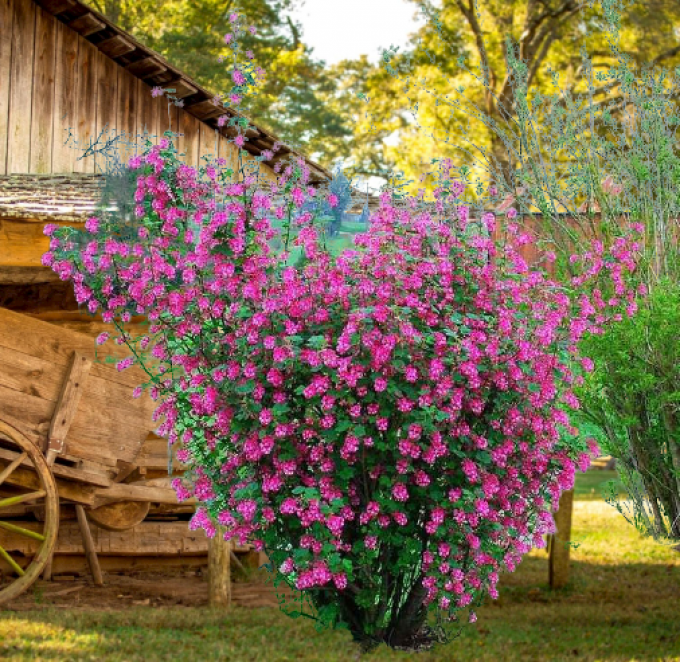 RIBES SANGUINEUM CLT 4-5 80/100