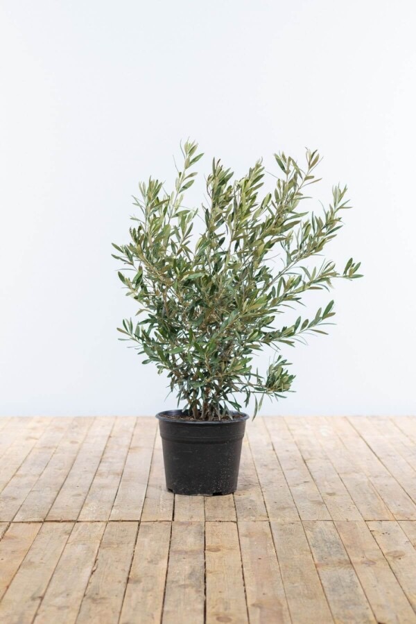 OLEA EUROPAEA (OLIVIER) CLT 45 TRONC BAS