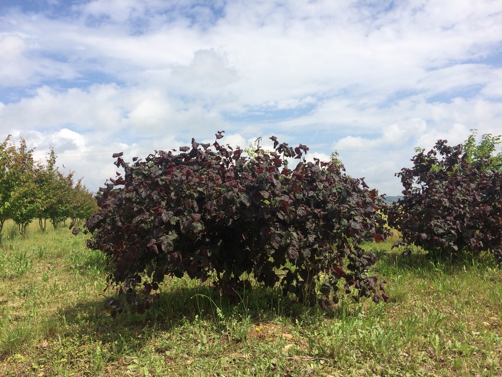[3617] CORYLUS AVELLANA RED MAJESTIC CLT 25