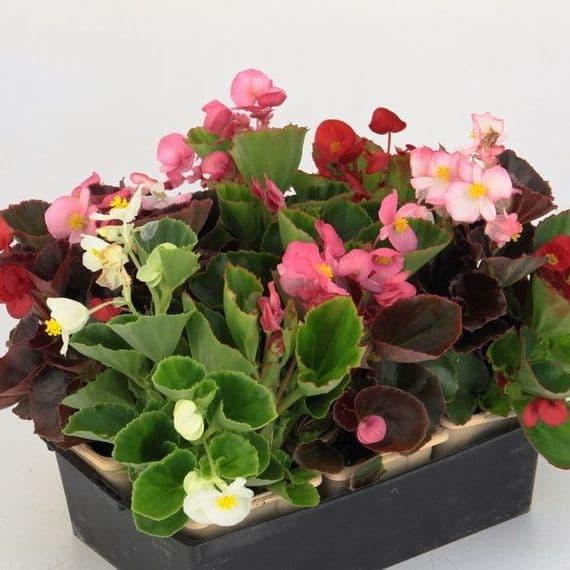 BEGONIA GDT