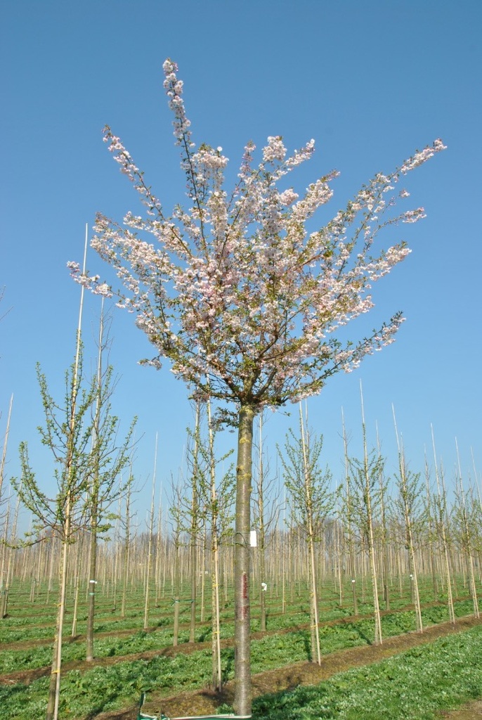 [10270] PRUNUS SUBHIRTELLA AUTUMNALIS TIGE 18-20 (MG)