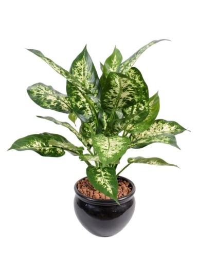 [1347] ARTIFICIEL DIEFFENBACHIA EN POT H51