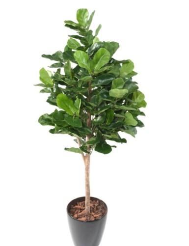 ARTIFICIEL FICUS LYRATA H180
