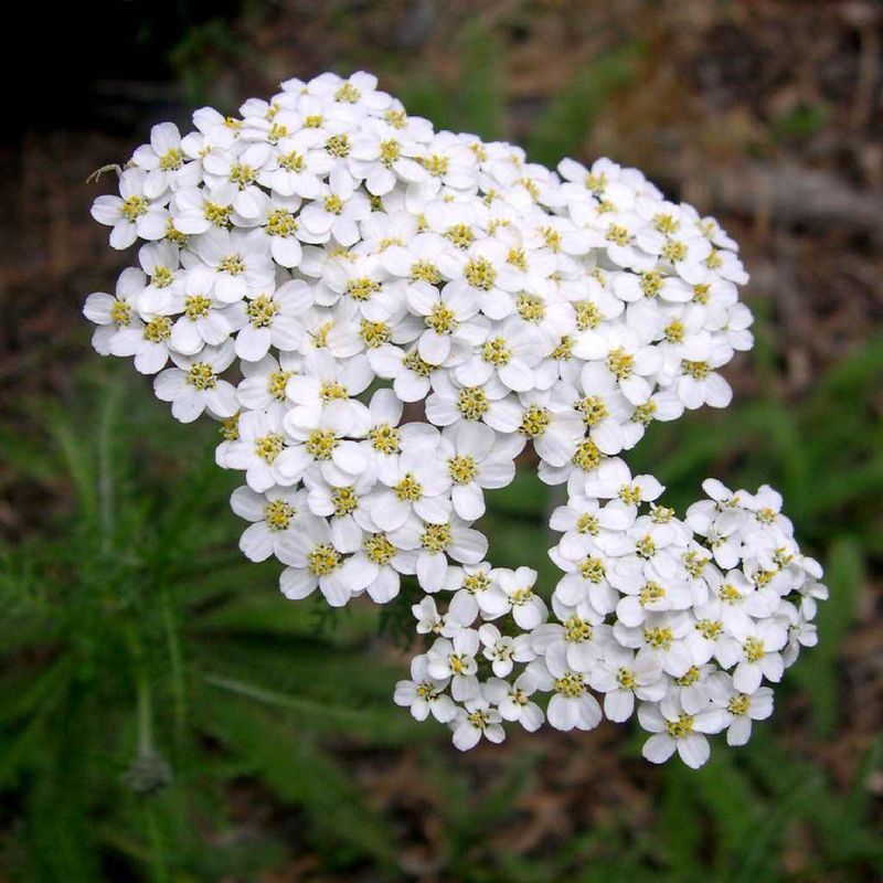 [0761] ACHILLEA MILLEFOLIUM