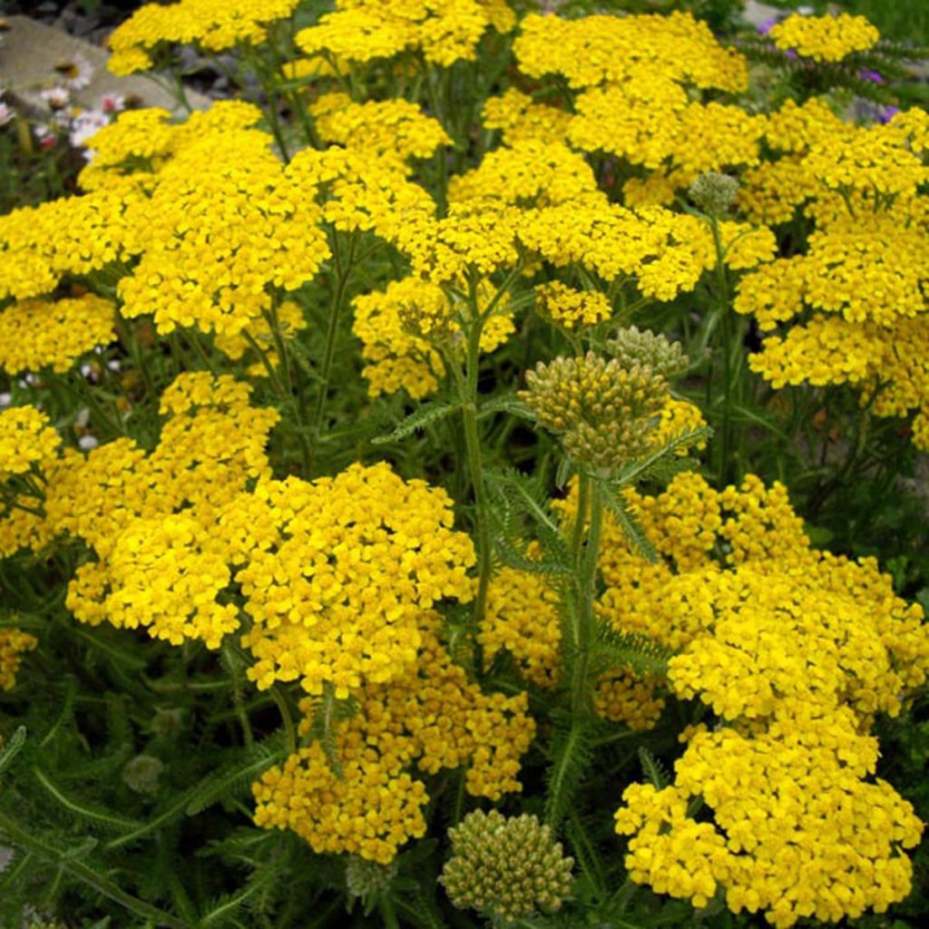 ACHILLEA TOMENTOSA